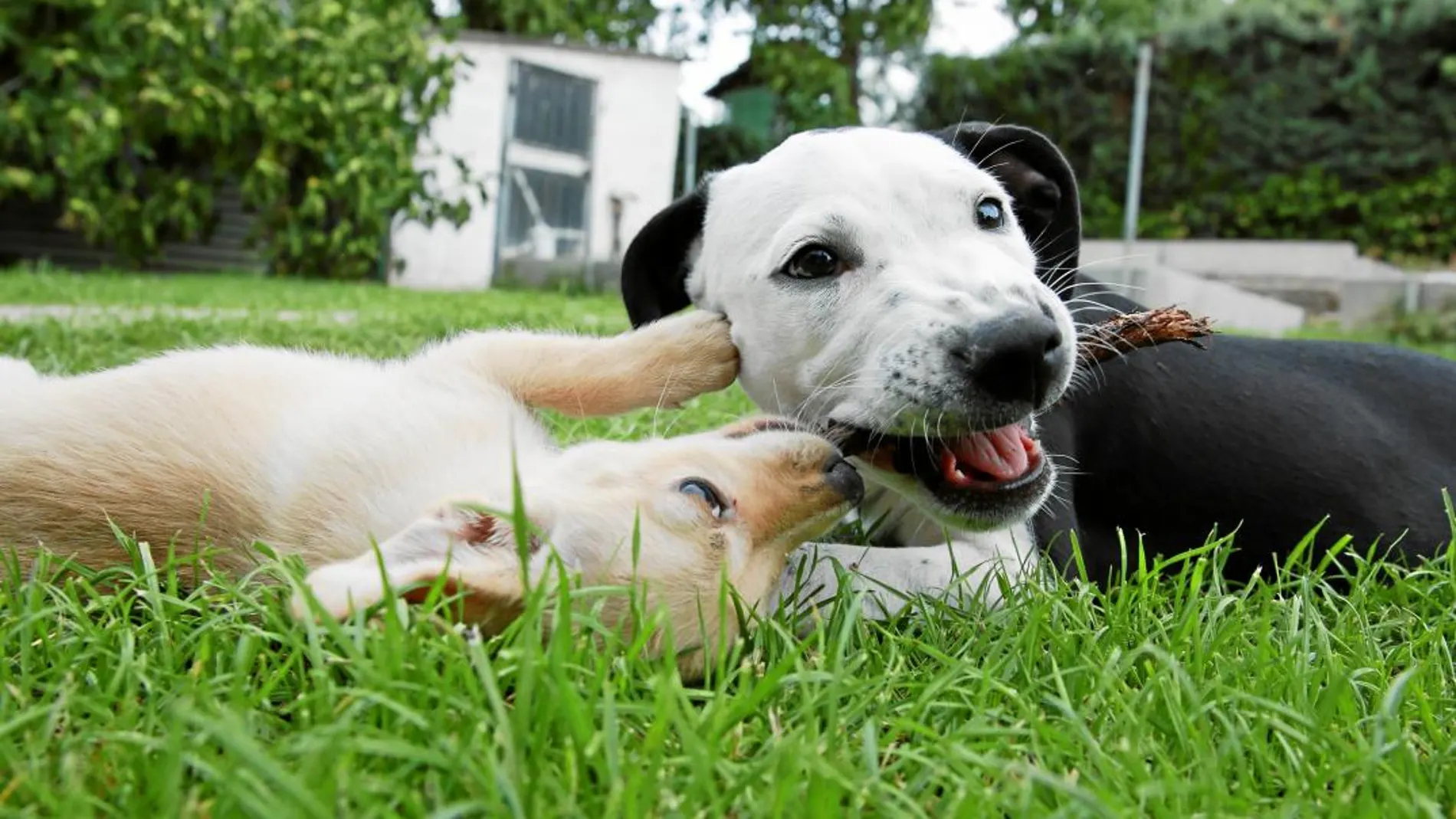 Estas son las dos cachorras víctimas de la explotación e ingesta sistemática de drogas a la que les somete esta «mafia de la mendicidad» / Cipriano Pastrano
