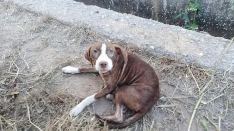 El perro que acompañó al anciano con a alzhéimer / Ayuntamiento de Burriana