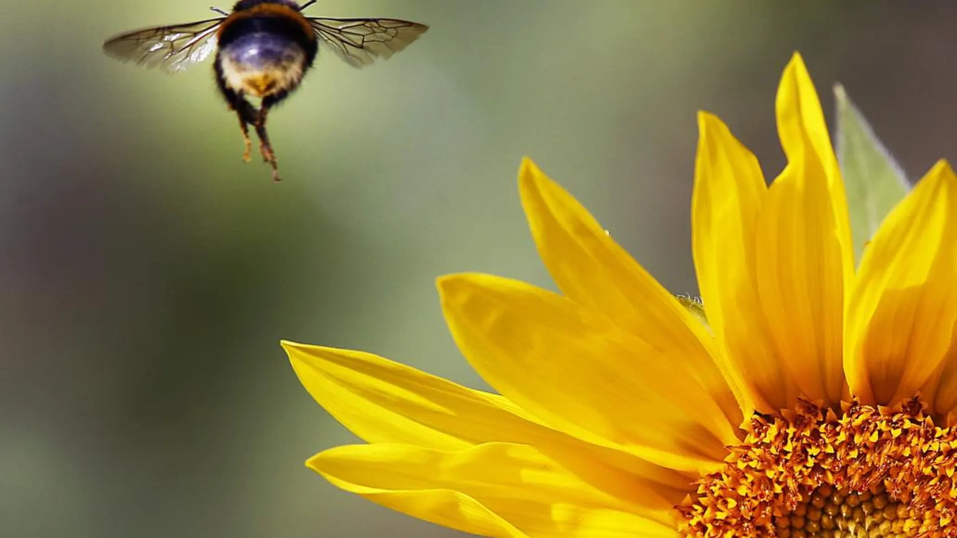Factores como los insecticidas o el cambio climático están detrás de la reducción de la población de abejas