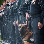 Los perros, indispensables en las operaciones policiales