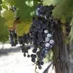 Tecnología punta de la Fórmula 1 aplicada a la viticultura