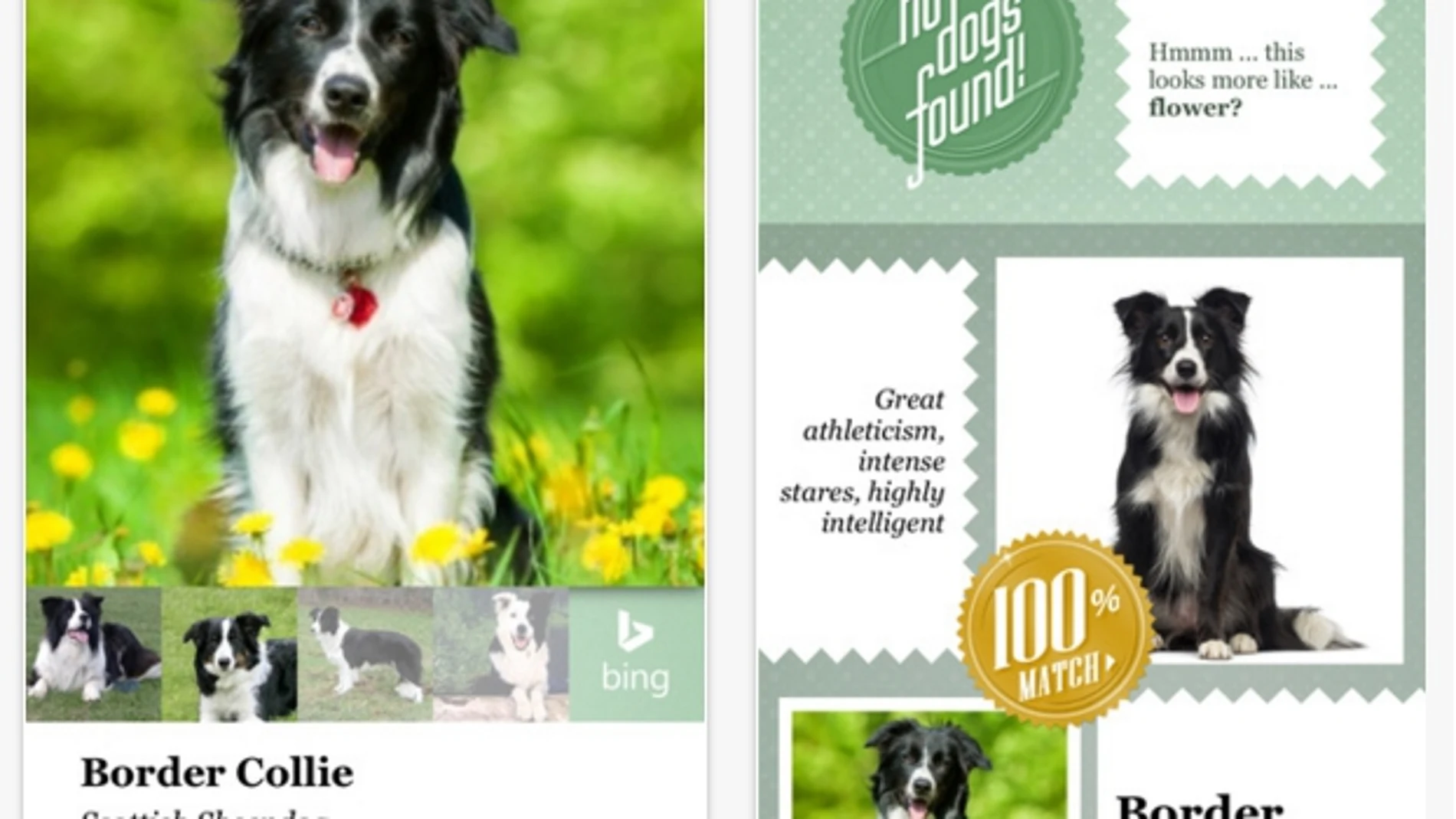 Microsoft crea una app que averigua la raza de tu perro solo con una foto