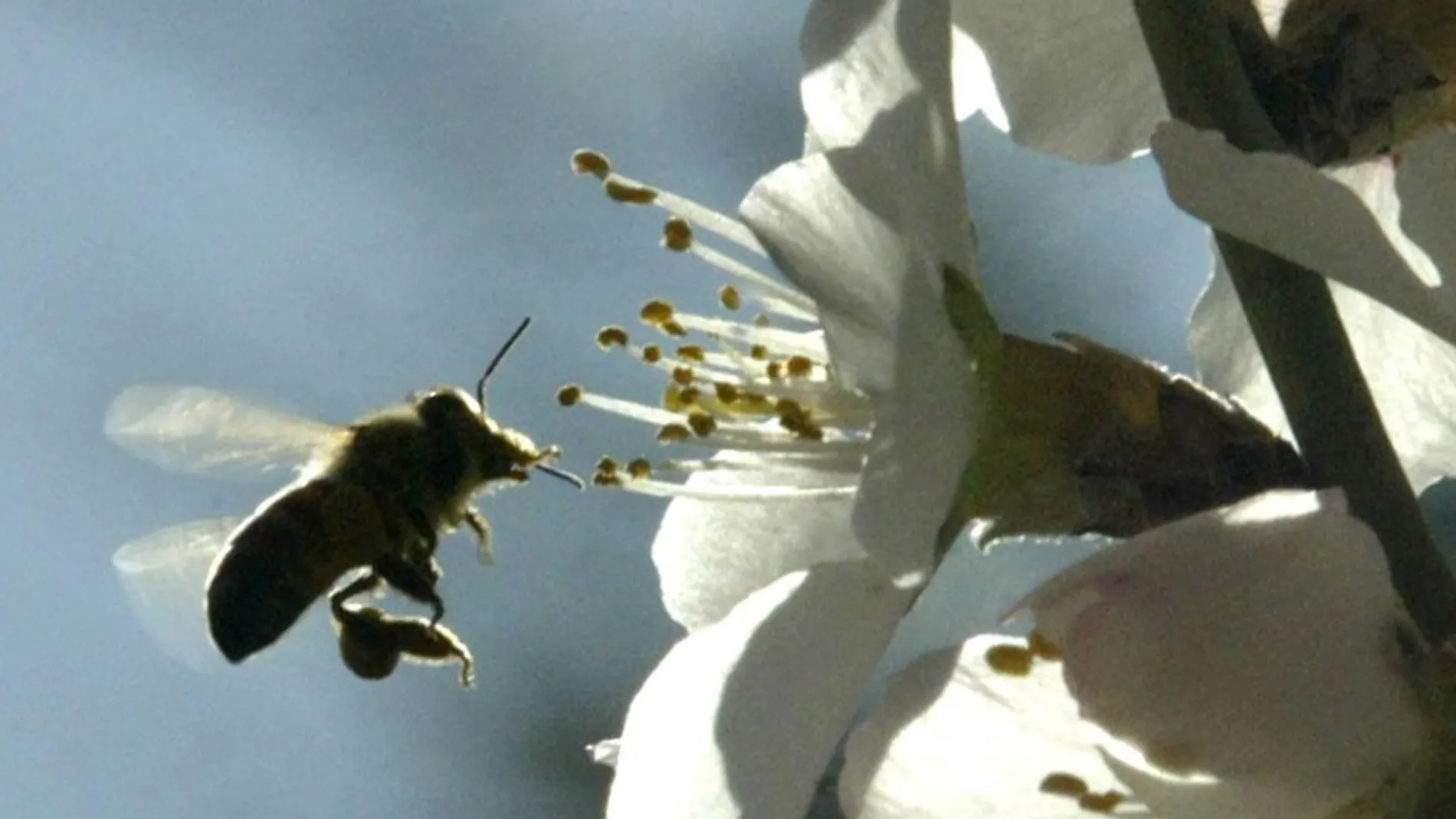 El trabajo de las abejas en la agricultura es necesario para los procesos de polinización de los árboles frutales