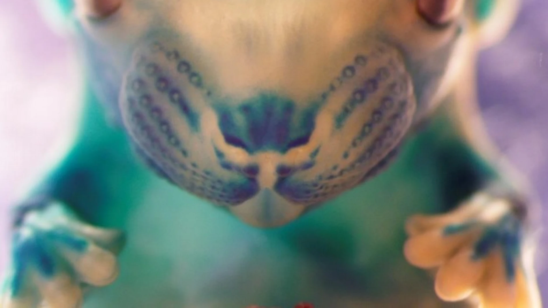 Titulada "El abrazo", esta fotografía nos muestra a un embrión de ratón de 14 días de desarrollo