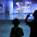 Fotografía facilitada por Humane Society International (HSI), de algunas personas haciendo fotografías a Pizza, el oso polar encerrado en un centro comercial de la ciudad china de Cantón (sur).