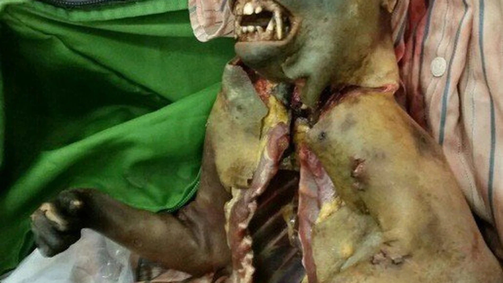 El «bushmeat» llega a España: comer carne de animales salvajes sin ningún tipo de control