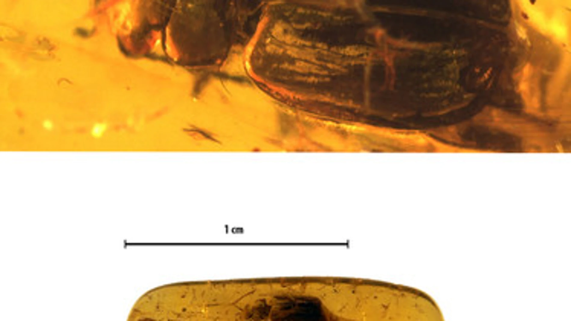 La imagen superior muestra la vista dorsal de Coptodera elektra y la inferior, la pieza de ámbar con el fósil.