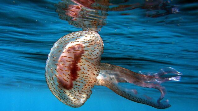 Las picaduras de medusas "españolas"deben tratarse con agua de mar