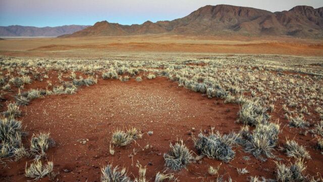 Fotografía facilitada por la revista Nature. Una nueva hipótesis publicada en la revista Nature explica la misteriosa aparición de los llamados «círculos de hadas» en el desierto de Namibia, formaciones hexagonales rodeadas de vegetación cuyo origen ha dividido a la comunidad científica durante años.