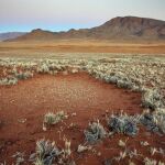 Fotografía facilitada por la revista Nature. Una nueva hipótesis publicada en la revista Nature explica la misteriosa aparición de los llamados «círculos de hadas» en el desierto de Namibia, formaciones hexagonales rodeadas de vegetación cuyo origen ha dividido a la comunidad científica durante años.