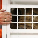 Los leones fueron incautados a diferentes circos