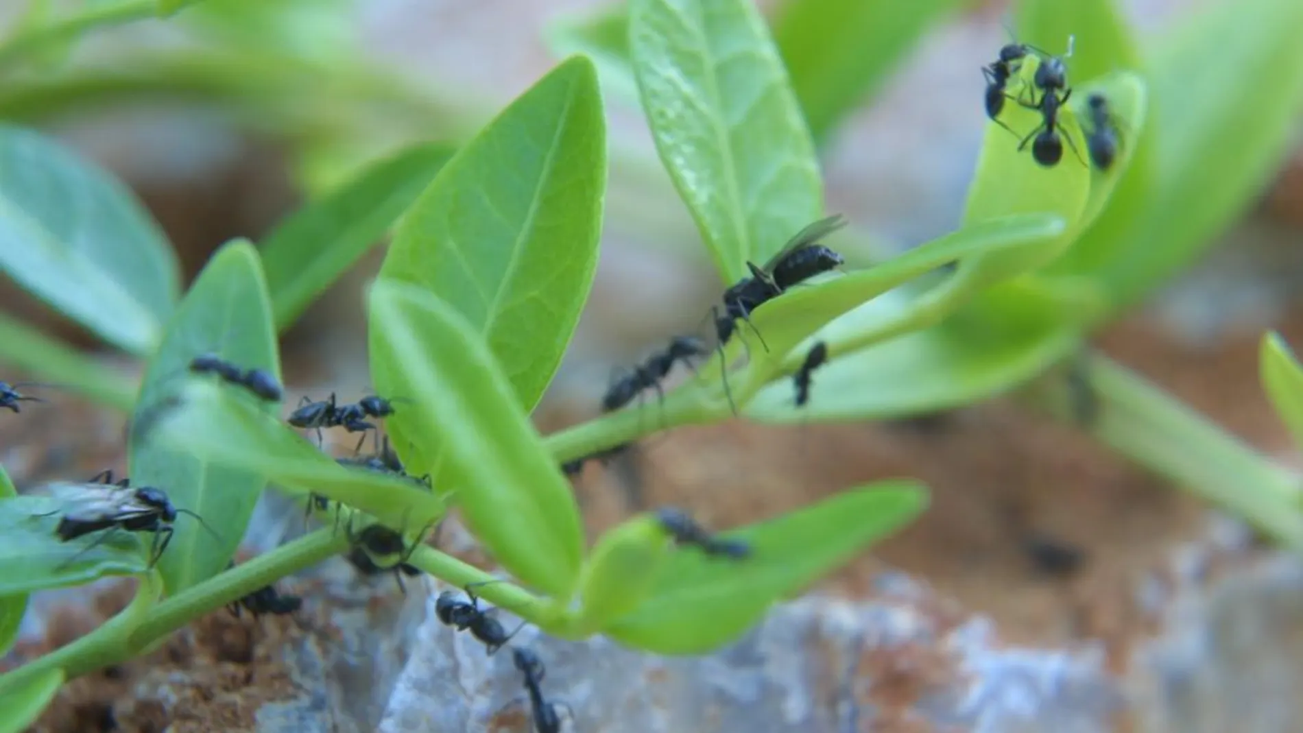 Las hormigas españolas se ven amenazadas por la presencia de esta variedad originaria de América del Sur