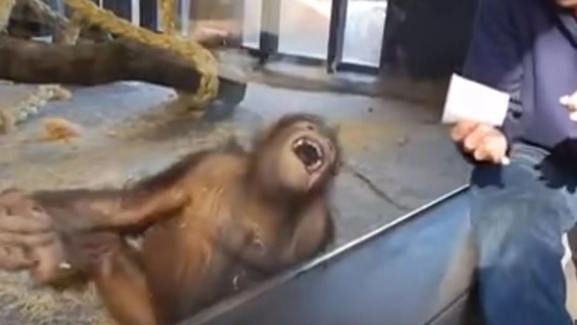 La reacción de un orangután ante un truco de magia enamora a la red