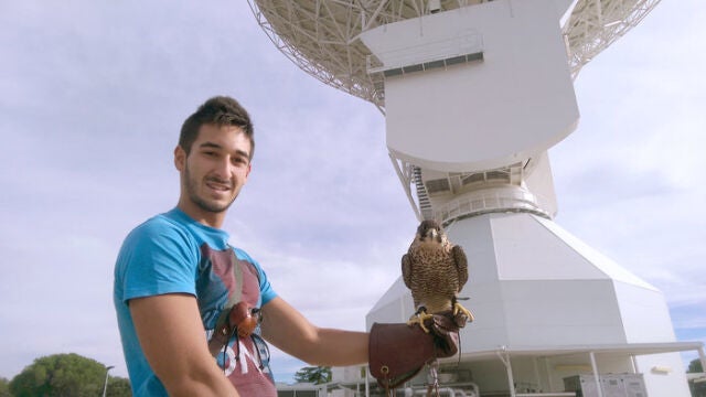 Nalla, una hembra de halcón peregrino, descansando en la mano de Adrián Rubio Botello.