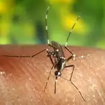  Esta es la razón por la que los mosquitos te pican en verano... y no es por tu sangre