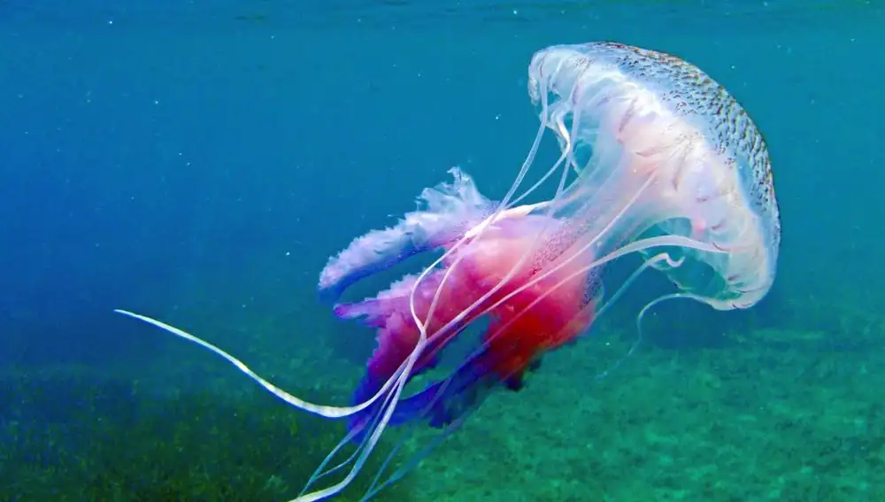 En cataluña, las medusas provocan el 50% de los incidentes en las playas