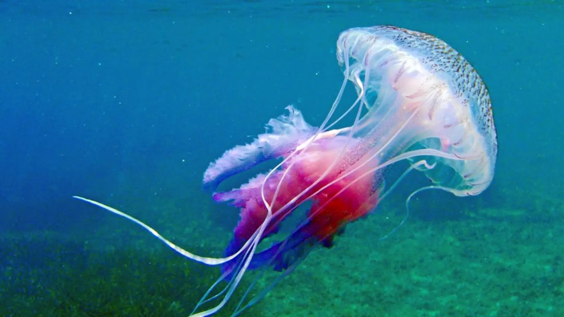 En cataluña, las medusas provocan el 50% de los incidentes en las playas
