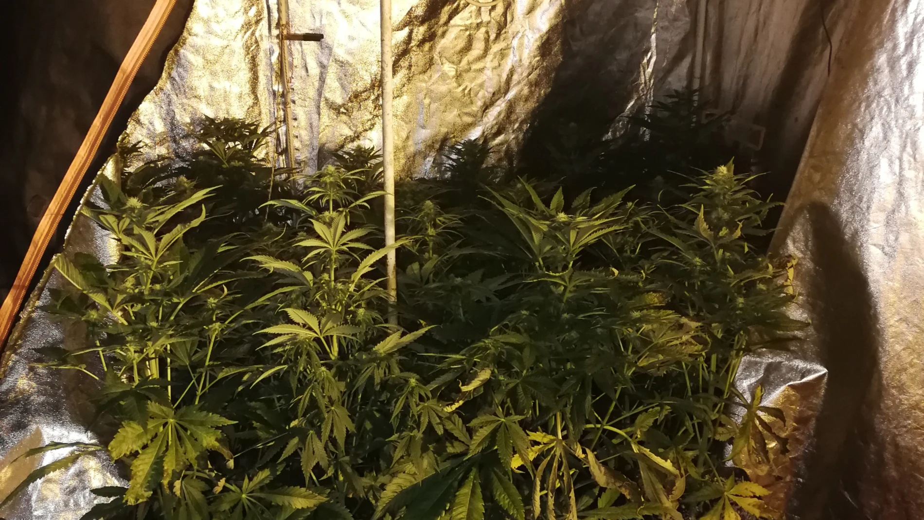 plantas marihuana cultivo