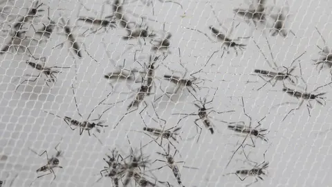 La máquina desarrollada en Valencia es capaz de separar de forma automática, con ayuda de un láser, a las pupas de mosquitos machos de las hembras