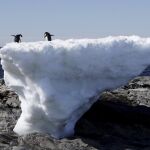 Dos pingüinos sobre un bloque de hielo en la Antártida