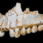 El estudio del sarro dental ha permitido conocer otros aspectos antiguos, como la automedicación de los neardentales.