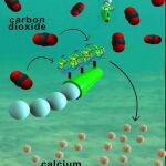 Nanoingenieros han inventado micromotores tubulares diminutos que eliminan eficazmente el dióxido de carbono de las aguas