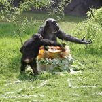 Imagen de archivo de Chispi, la primera chimpancé que llegó al Bioparc Valencia
