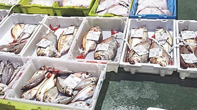 Pescado dispuesto para la subasta