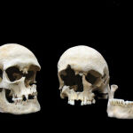 Cráneos de víctimas de la peste enterradas juntas en una tumba en el cementerio Altenerding (Alemania). El genoma Yersinia pestis se extrajo del individuo de la derecha, una mujer de entre 25 y 30 años. El cráneo de la izquierda corresponde a un hombre de entre 20 y 25 años.