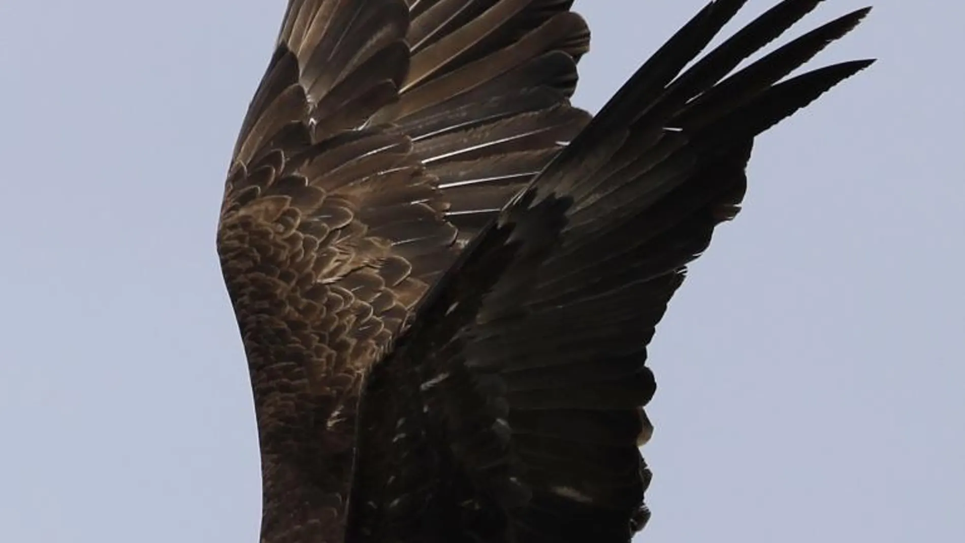 Un ejemplar de águila calva, una de las especies utilizadas en terapias