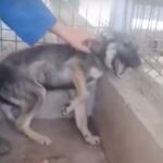 La nueva vida del perro que tenía miedo a que lo acariciaran