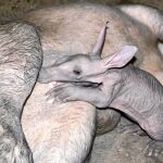 El recién nacido cerdo hormiguero en el Bioparc