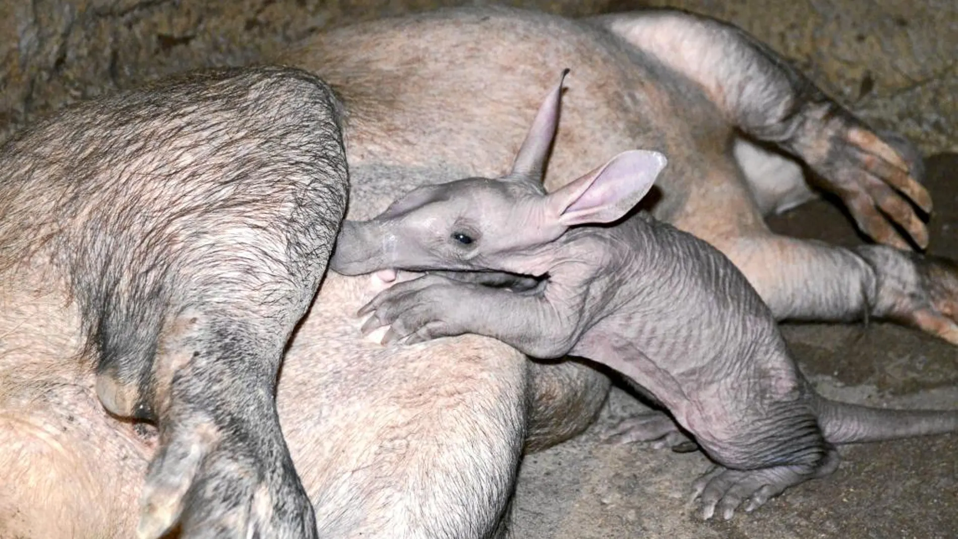 El recién nacido cerdo hormiguero en el Bioparc