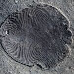 Así es «Dickinsonia», el animal más antiguo que ha pisado la Tierra