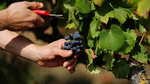 Unos 11.000 andaluces se buscarán la vida en la vendimia francesa este año