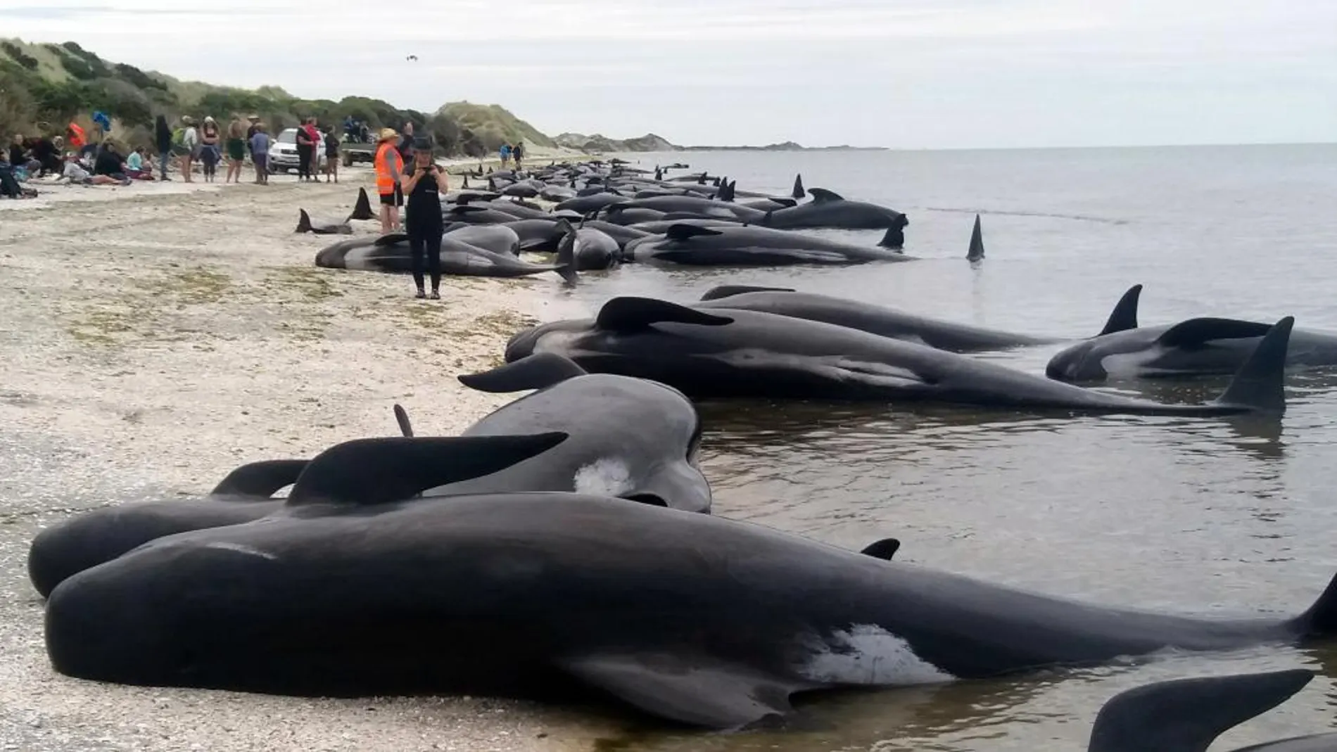 Las ballenas varadas en la playa de Farewell Spit