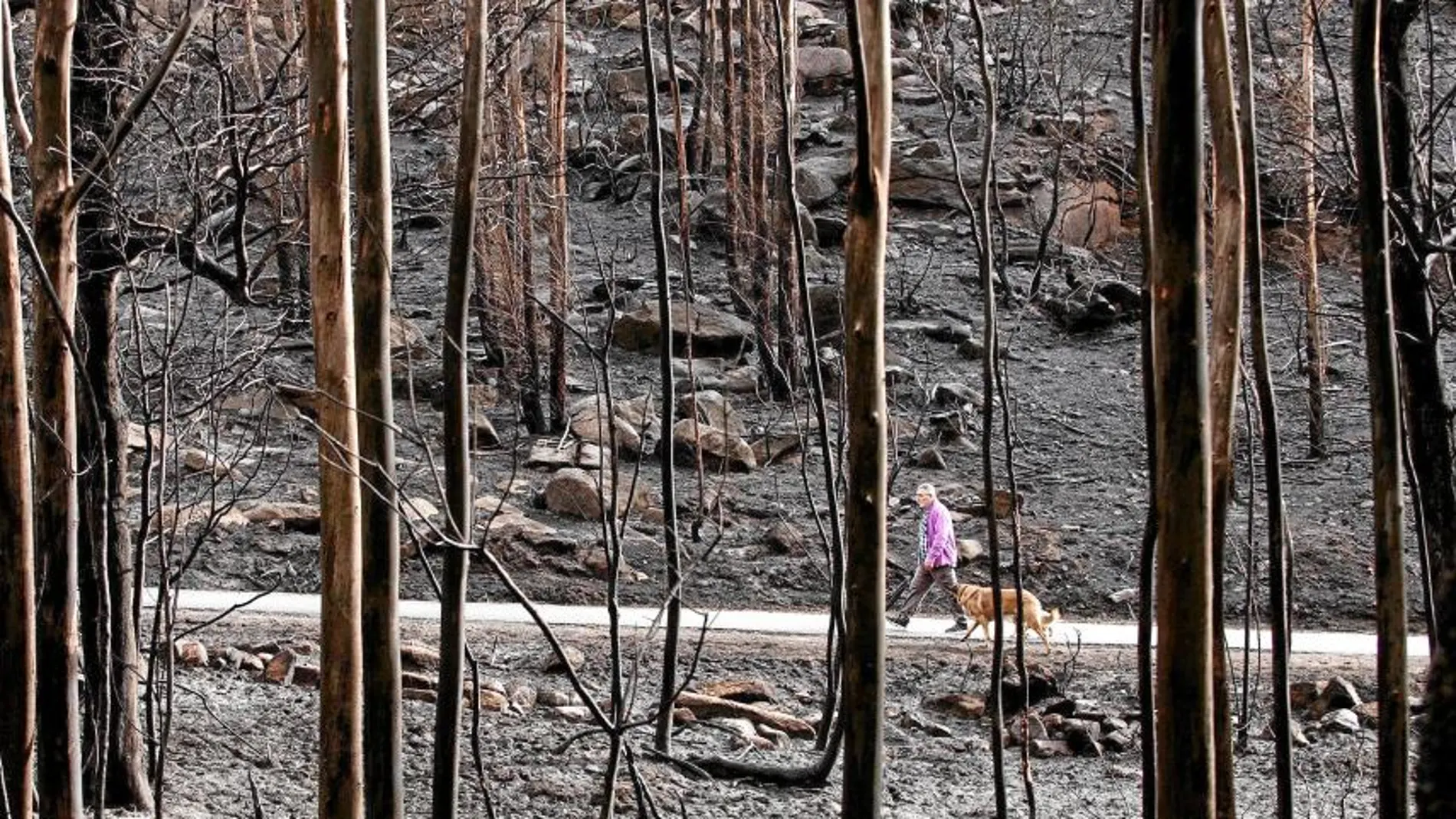 Una hombre pasea con su perro por el monte calcinado por las llamas en Melón (Orense)