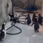 El fallido plan de fuga de un grupo de pingüinos triunfa en la red