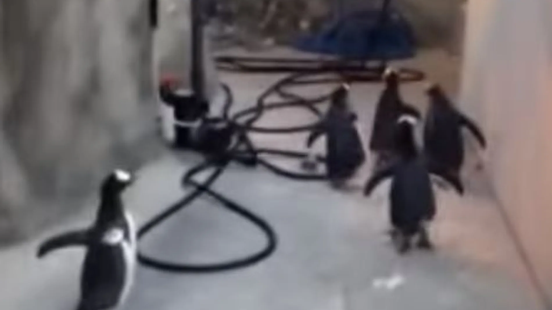 El fallido plan de fuga de un grupo de pingüinos triunfa en la red