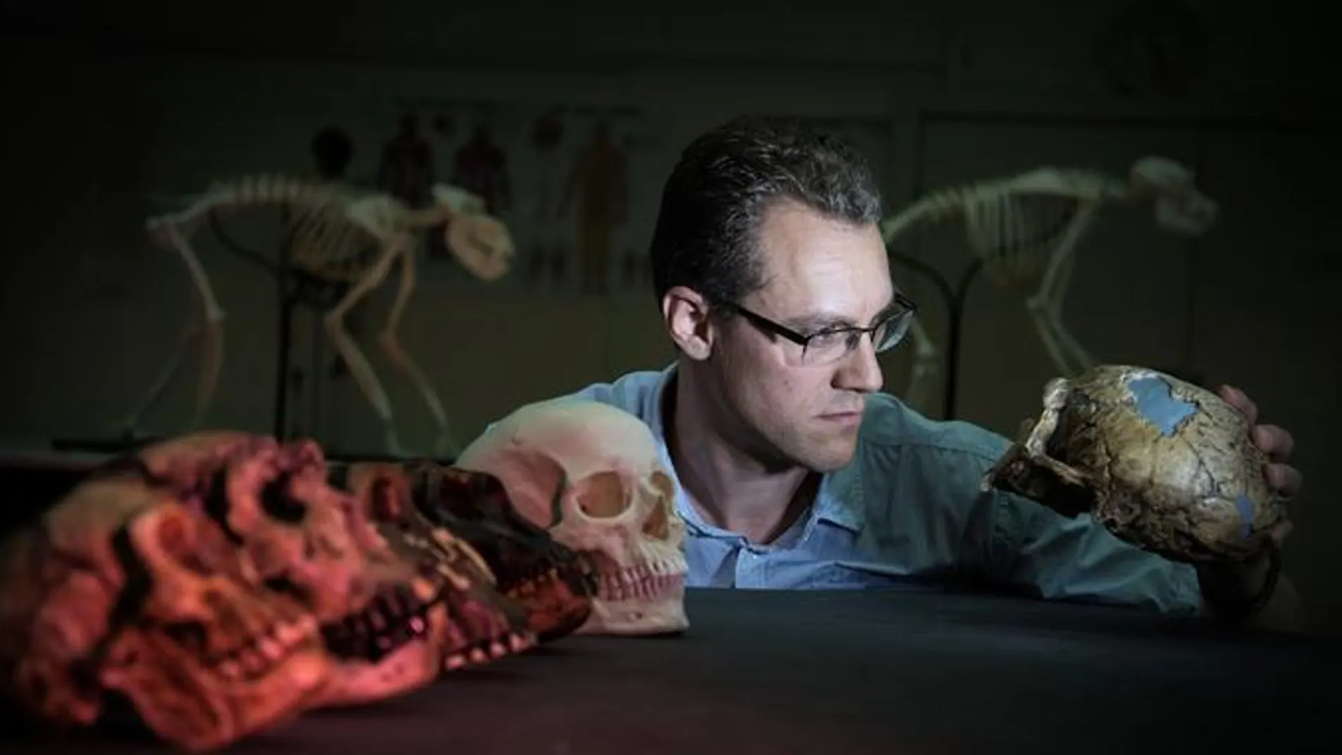 El biólogo evolutivo Alistair Evans, líder del estudio, examina una serie de moldes de cráneo de homínidos que se incluyeron en el trabajo