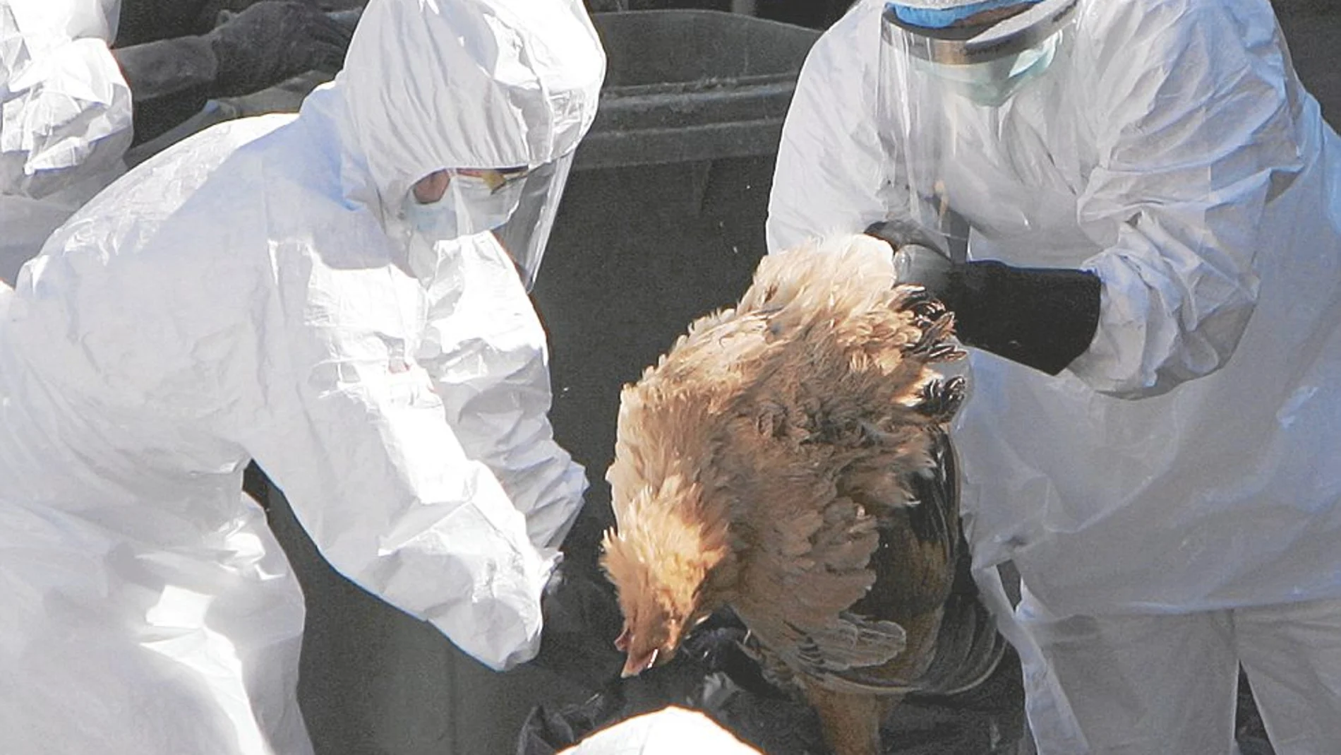 La OMS alerta a Europa ante el riesgo de gripe aviar en personas