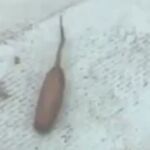 Imagen del gusano-rata australiano