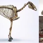 Marengo, la reconstrucción triunfal del caballo de Napoleón