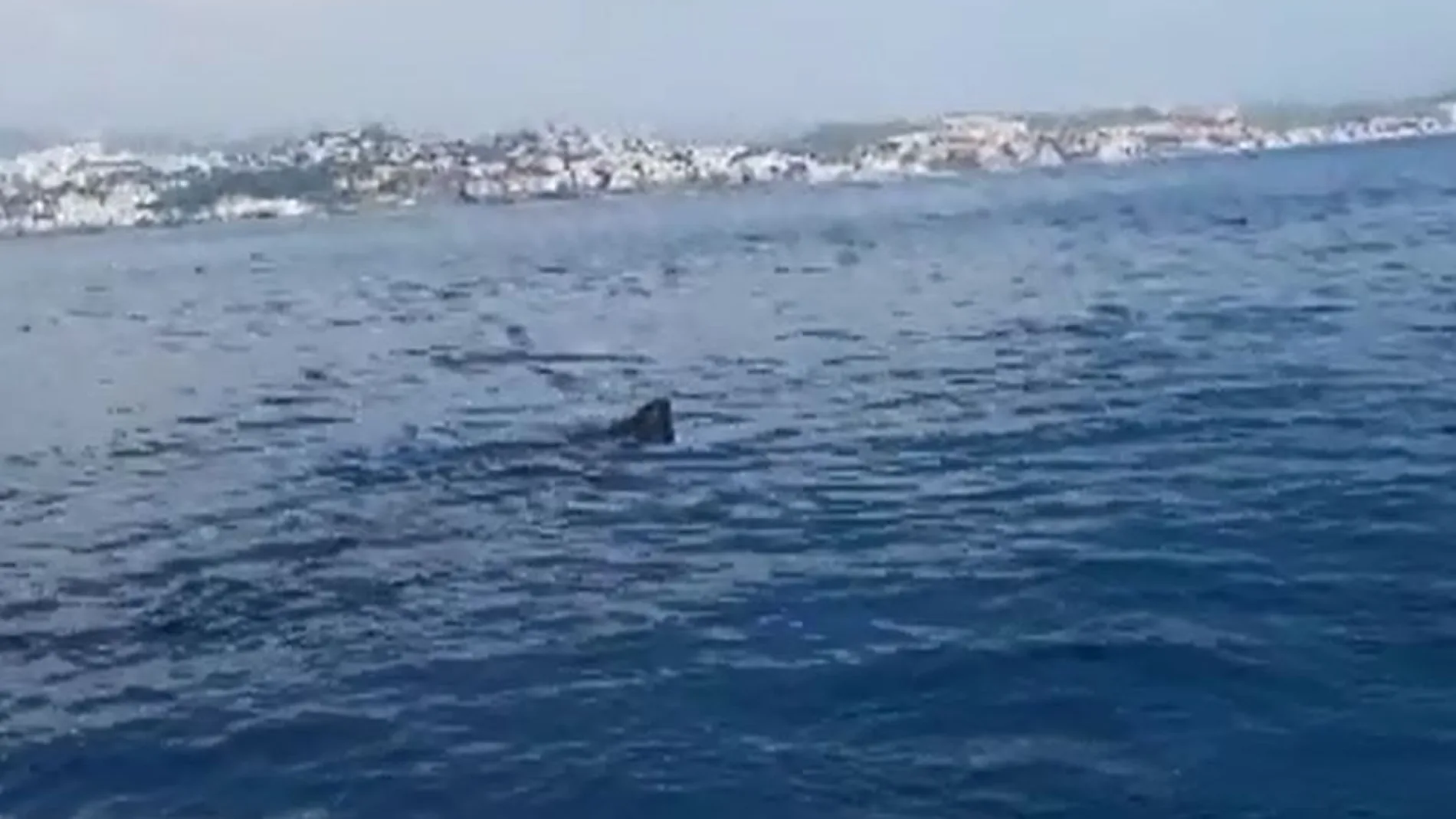 Un tiburón ballena obligó a cerrar la playa de Fuengirola