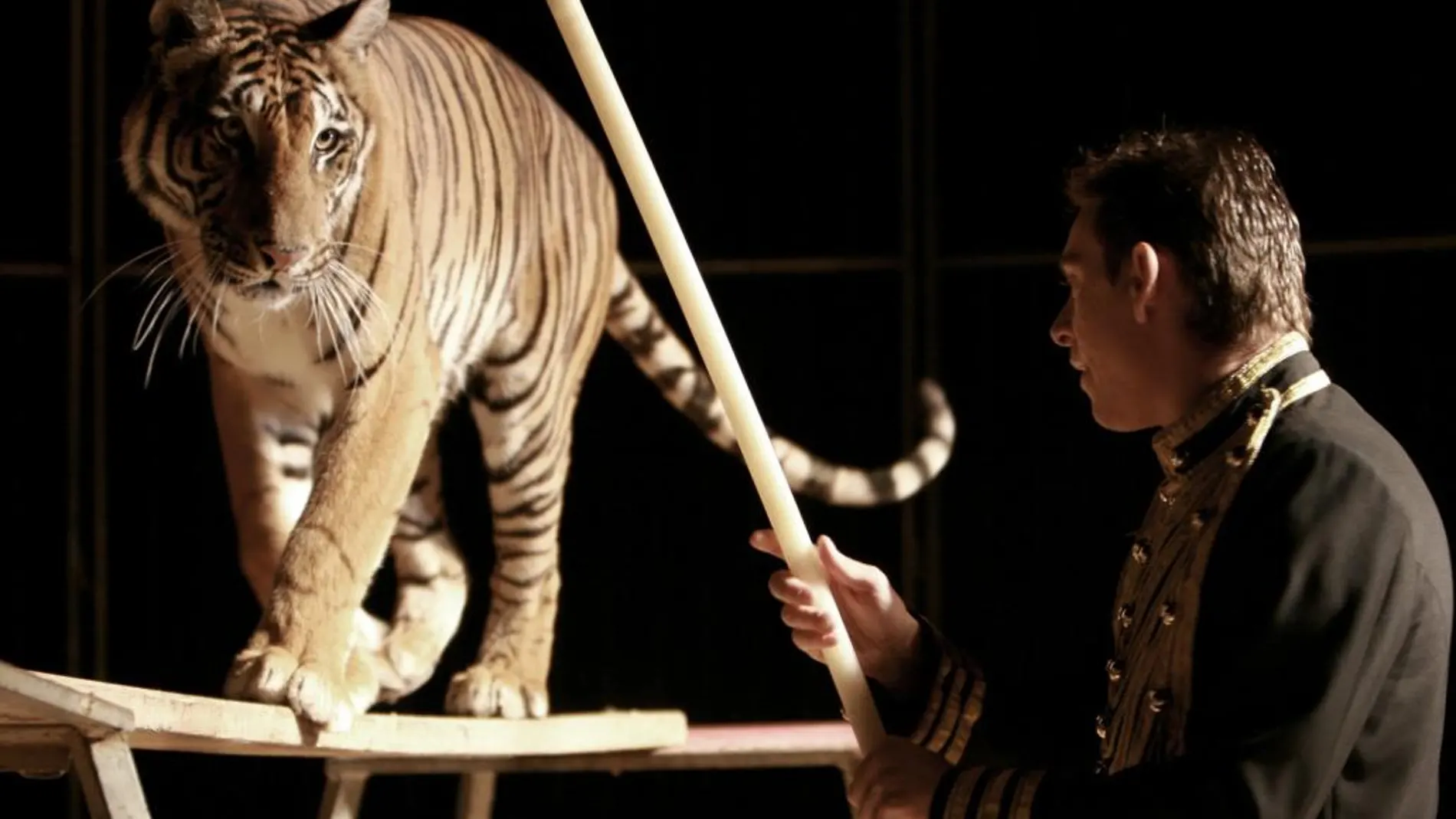 Madrid vetará los circos con animales
