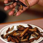 Platillo de gusanos de maguey, típico de los estados de Oaxaca, Hidalgo y Tlaxcala (México)