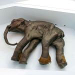 La cría de mamut 'Dyima' expuesta en el Museo Natural de Ciencias de Budapest, Hungría