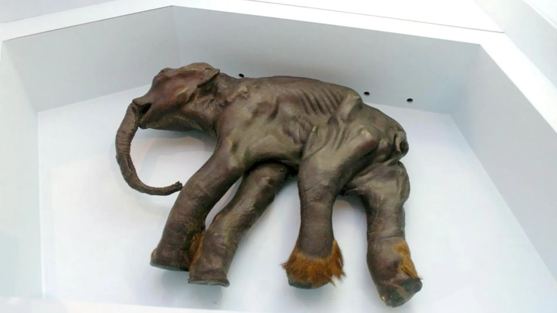 La cría de mamut 'Dyima' expuesta en el Museo Natural de Ciencias de Budapest, Hungría