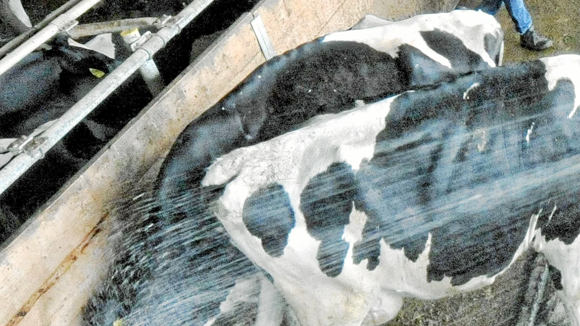 El 38% de la leche procede de Galicia / Efe