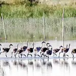  WWF avisa: Junta y Estado desoyen las directrices de la Unesco para Doñana